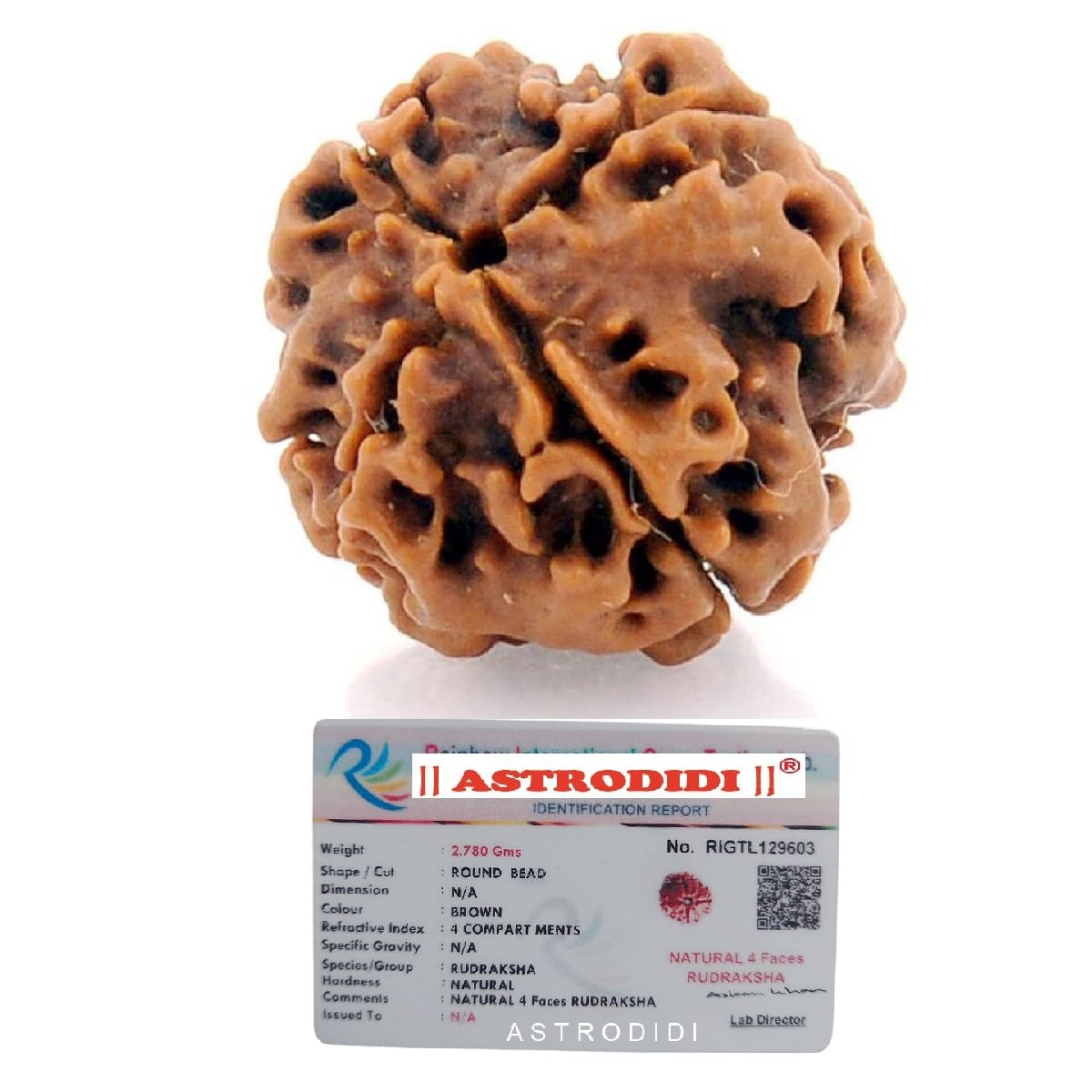 ASTRODIDI Original Nepali Four Face / 4 Mukhi Rudraksha with Lab Certificate for Meditation, Prayer, Protection, Chakra Balancing and Spiritual Growth (Colour: Brown)