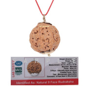 AstroDidi 9 Mukhi Rudraksha Big Size Indonesian Origin