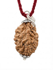 RUDRADIVINE RUDRADIVNE 2 Mukhi Rudraksha Bead with Red Thread.