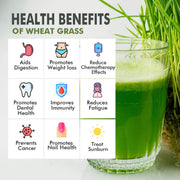 NatureVit Wheat Grass Powder 300g Jar Pack - Non-GMO, Vegan Superfood for Antioxidant, Energy, Detox, Immunity, and Skin Health - Reusable Box Included