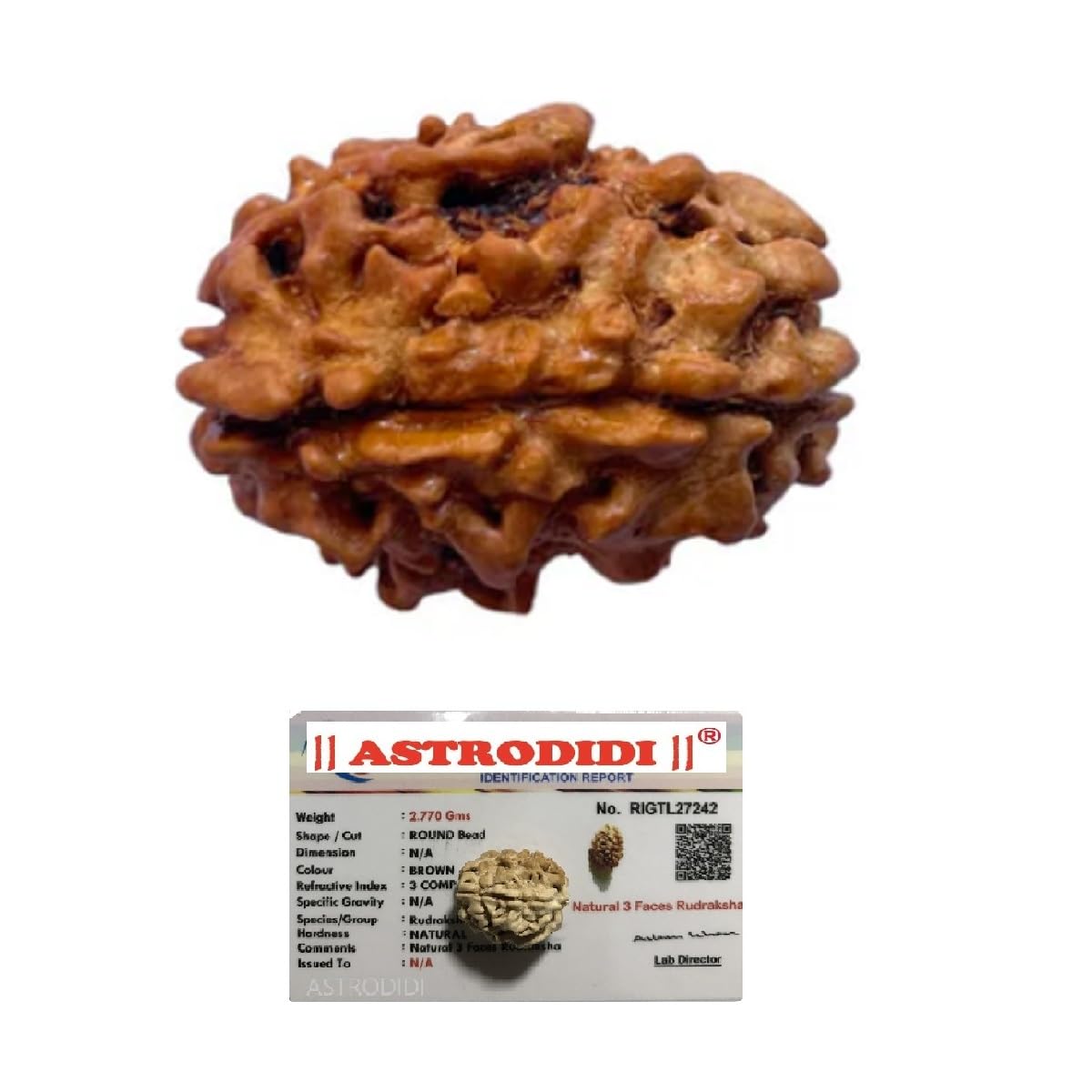ASTRODIDI 3 Mukhi Rudraksha Original Certified Three Face Rudraksh with Lab Report for Astrological Benefits and Positive Energy for Men & Women