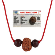 Astrodidi 7 Mukhi Rudraksha Java Indo Small Size Seven Face Rudraksha with Two Red Chandan Beads | Certified Rudraksh in Red Thread (Colour: Brown, Shape: Round)