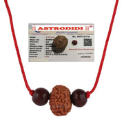 Astrodidi 8 Mukhi Rudraksha Java Indo Small Size Eight Face Rudraksha with Two Red Chandan Beads | Certified Rudraksh in Red Thread (Colour: Brown, Shape: Round)