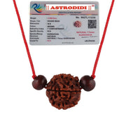 Astrodidi 7 Mukhi Rudraksha | Certified Nepali Seven Face Rudraksh with Two Red Chandan Beads in Red Thread with Lab Certificate (Colour: Brown, Shape: Round)