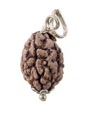 RUDRADIVINE 3 Mukhi Rudraksha with Silver Plated Cap