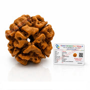 Astrodidi 4 Mukhi Nepali Rudraksha | Certified Original Four Face Rudraksha