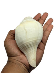 RUDRADIVINE Natural Shankh Conch Shell for Pooja, Sacred Hindu Puja Shankh for Temple, Aarti, Vastu & Spiritual Rituals.