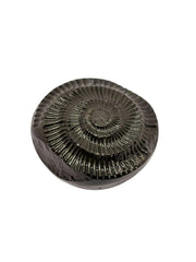 RUDRADIVINE Sudarshan Shaligram Stone Original from Gandaki River Nepal | Vishnu Shila | पूजा शिला