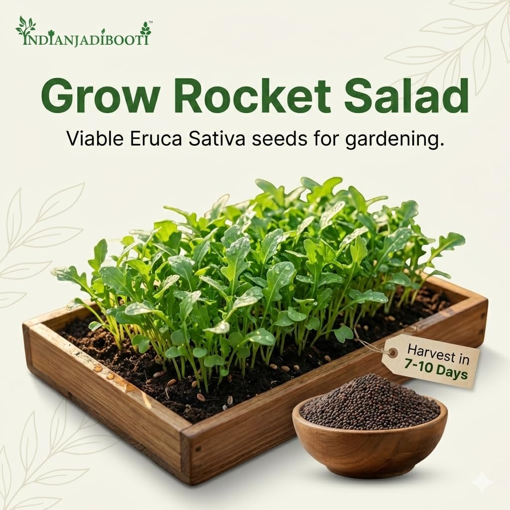 IndianJadiBooti Taramira Beej (Rocket Mustard Seeds) - 3 Packs of 900g (Total 2.7kg) | Raw Eruca Sativa for Hair Oil Extraction & Spicy Pickles | Jamba/Arugula Seeds | Mega Saver Pack