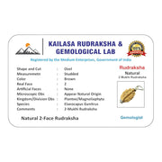 RUDRADIVINE RUDRADIVNE 2 Mukhi Rudraksha Bead with Red Thread.