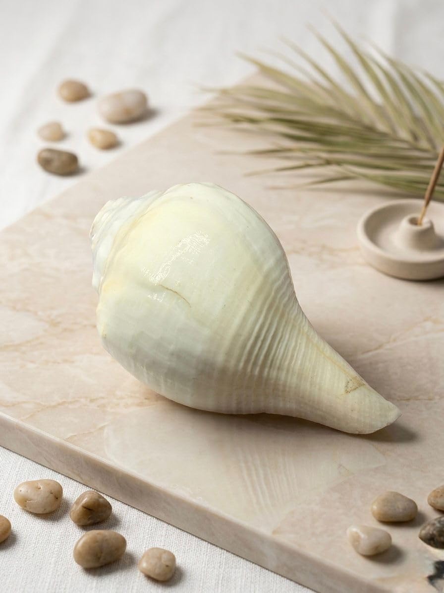 RUDRADIVINE Natural Shankh Conch Shell for Pooja, Sacred Hindu Puja Shankh for Temple, Aarti, Vastu & Spiritual Rituals.