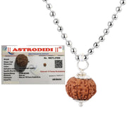 ASTRODIDI 10 Mukhi Rudraksha | Original Cerified Java Small Size (15-16mm) Ten Face Das Mukha Rudraksha Pendant With White Metal Capping and Chain for Men and Women