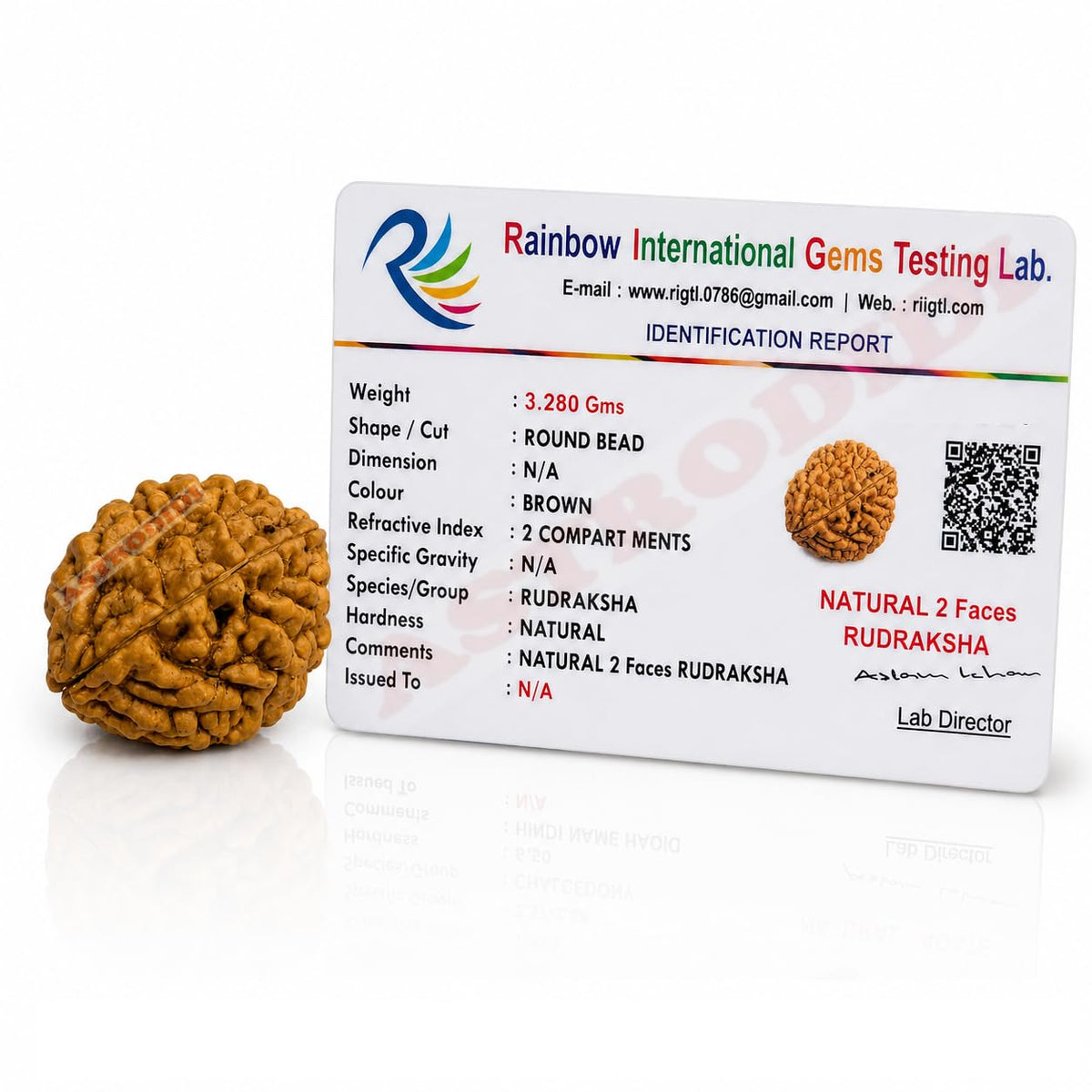 Astrodidi 2 Mukhi Rudraksha | Original Two Face Rudraksha with Lab Report