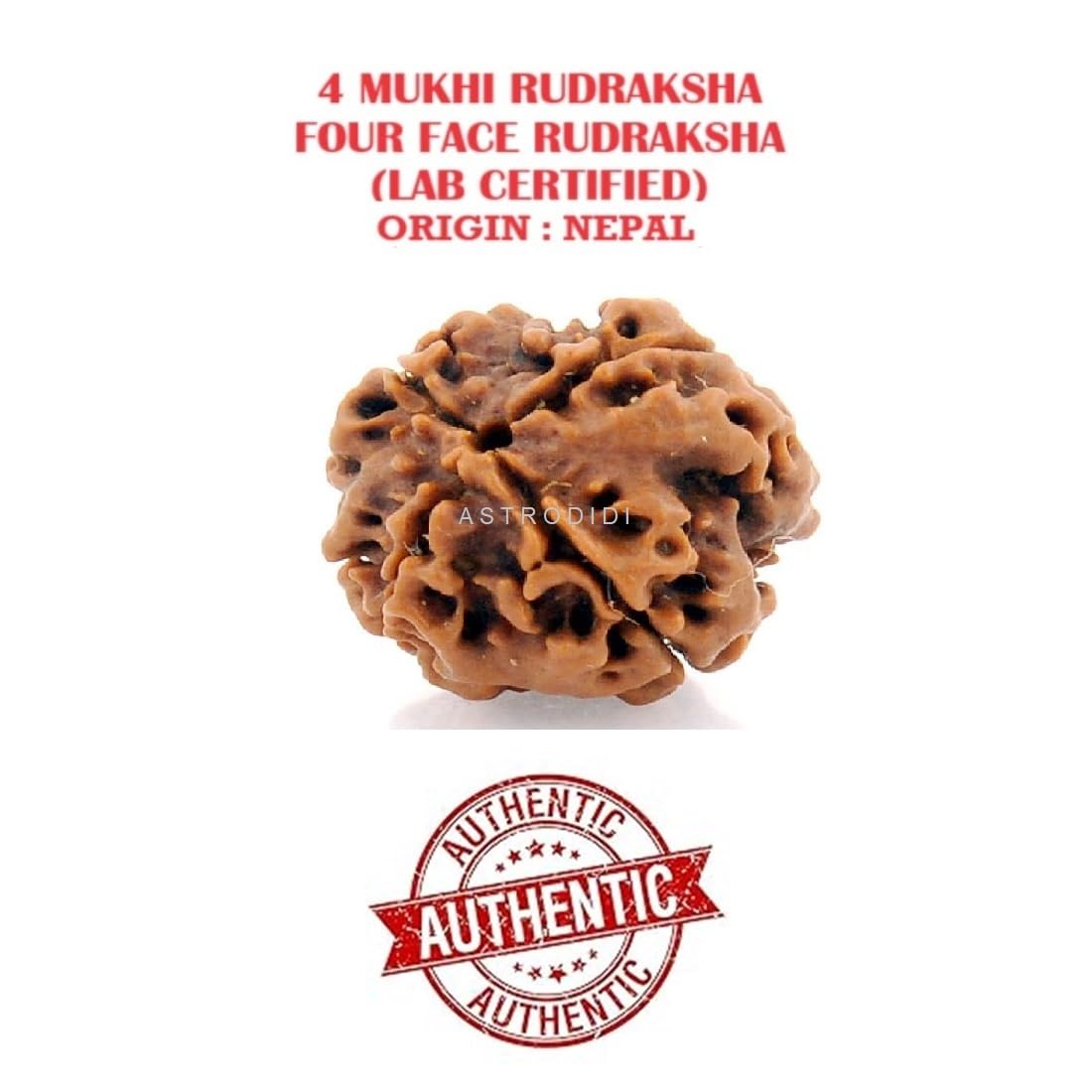 Astrodidi 4 Mukhi Nepali Rudraksha | Certified Original Four Face Rudraksha