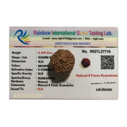 ASTRODIDI 8 Mukhi Rudraksha Eight Face (Small Size) Java Indonesian Bead with Lab Report