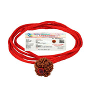 ASTRODIDI Original Certified 5 Mukhi Rudraksha Bead with Red Thread for Daily Wearing | Natural Nepali Five Face Rudraksh Bead | Unisex Design for Men Women Boys and Girls