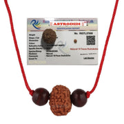 Astrodidi 10 Mukhi Rudraksha | Certified Java Small Size (15-16 mm) Ten Face Rudraksh with Two Red Chandan Beads in Red Thread with Lab Certificate (Colour: Brown, Shape: Round)