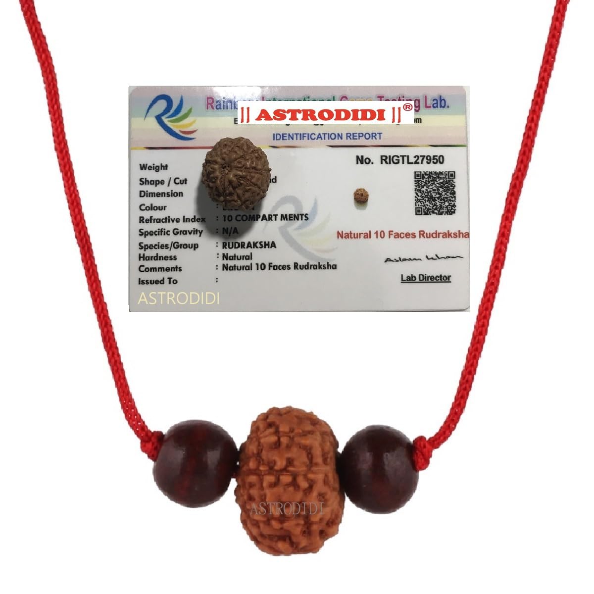 Astrodidi 10 Mukhi Rudraksha | Certified Java Small Size (15-16 mm) Ten Face Rudraksh with Two Red Chandan Beads in Red Thread with Lab Certificate (Colour: Brown, Shape: Round)
