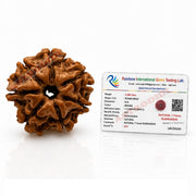 Astrodidi Nepali 7 Mukhi Rudraksha |Certified Original Seven Face Rudraksha