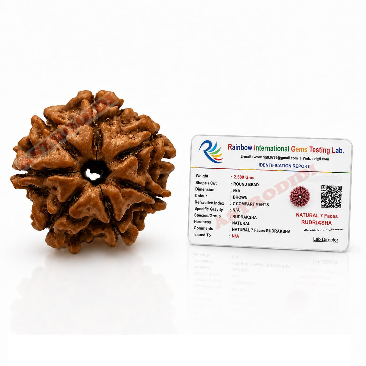 Astrodidi Nepali 7 Mukhi Rudraksha |Certified Original Seven Face Rudraksha