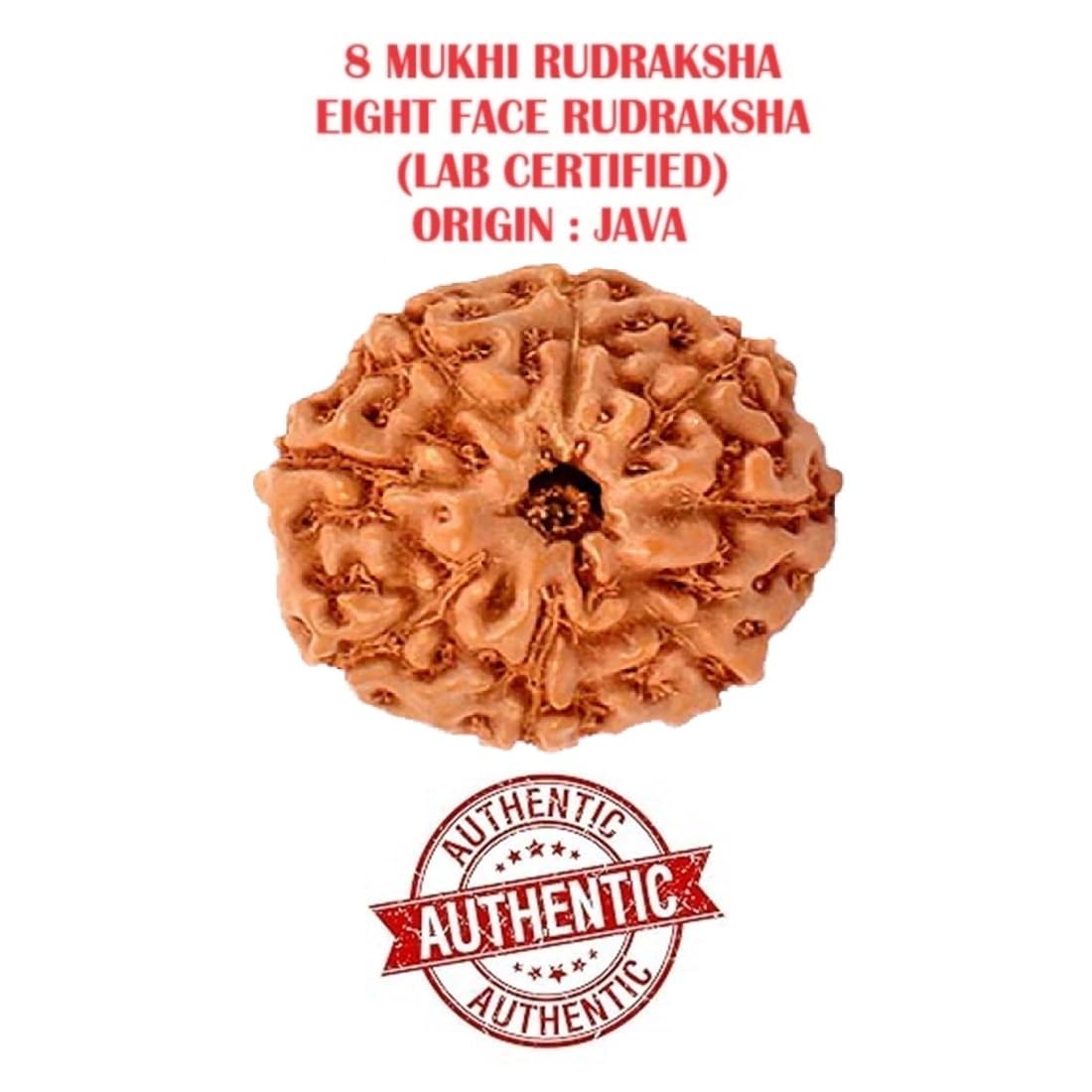 ASTRODIDI 8 Mukhi Rudraksha/Eight Face Rudraksh Pendant Small Size Java Bead With White Metal Capping and Chain for Men and Women