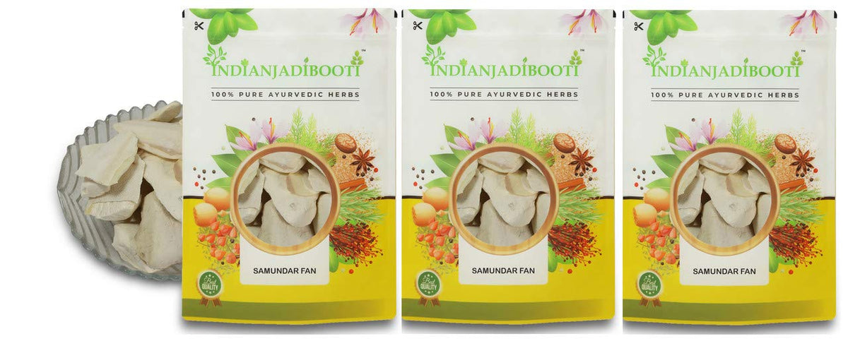 IndianJadiBooti Samundar Jhag(Cuttlefish Bone) | 3 Pack of 900g (Total 2.7kg) | Natural Samudra Phen/Cuttlebone | Premium Calcium for Birds, Turtles & Traditional Skin Care (Desalinated & Sun-Dried)
