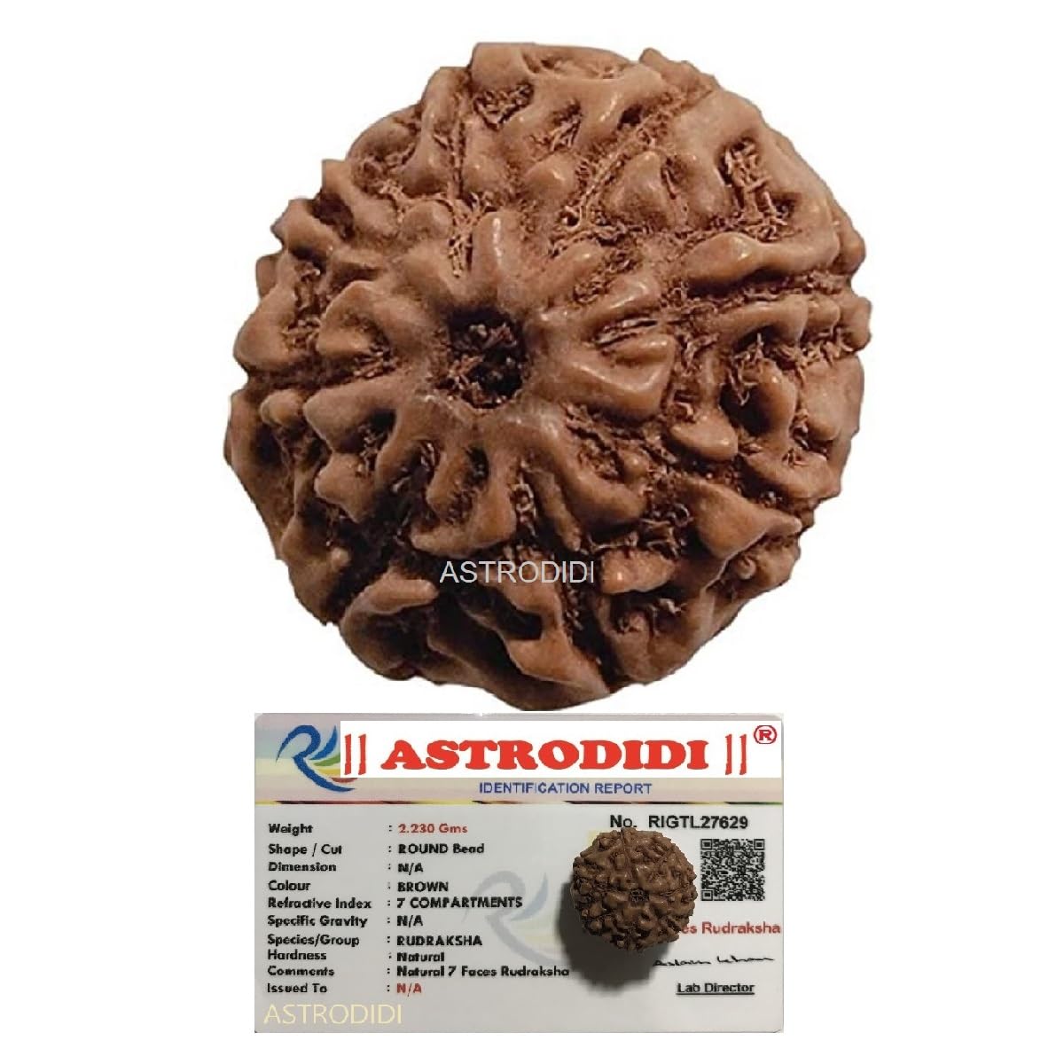Astrodidi 7 Mukhi Rudraksha Original Certified Java Seven Face Small Size Rudraksh Bead with Lab Report | Astrological Benefits | Unisex Design for Men & Women