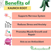 IndianJadiBooti Kaunch Root (250g Pack Of 3) | Mucuna Pruriens Root | Kaunch Ki Jad | Raw Ayurvedic Herb for Strength, Vitality & Nourishing Support | Velvet Bean Jad | Dried & Cleaned