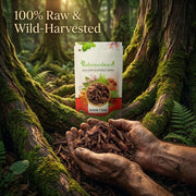 IndianJadiBooti IIndianJadiBooti Pure Ashok Chaal (Ashoka Bark) | Saraca Indica | Traditional Ayurvedic Botanical for Holistic Female Wellness & Systemic Harmony