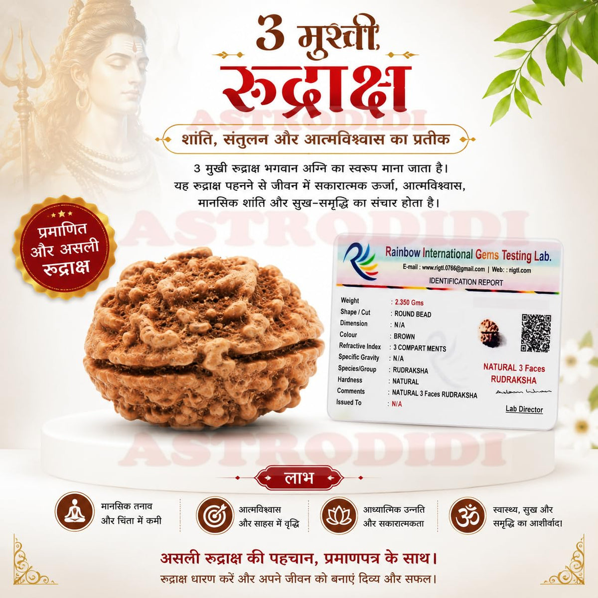 Astrodidi 3 Mukhi Rudraksha | Original Three Face Rudraksha with Lab Report