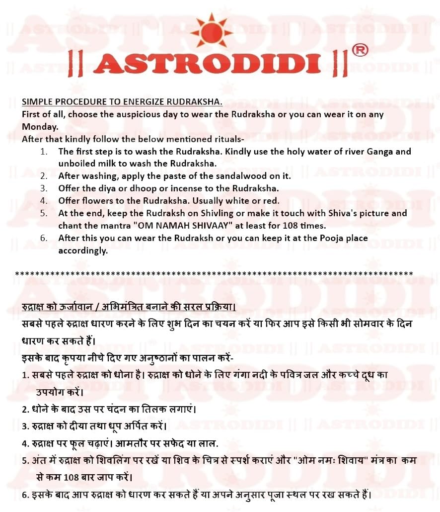 Astrodidi 2 Mukhi Rudraksha | Original Two Face Rudraksha with Lab Report