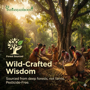 IndianJadiBooti Mahua Flower (Madhuca Longifolia) - Dried Mahwa/Mohwa - Natural Sweetener & Energy Superfood - Sun-Dried & Cleaned