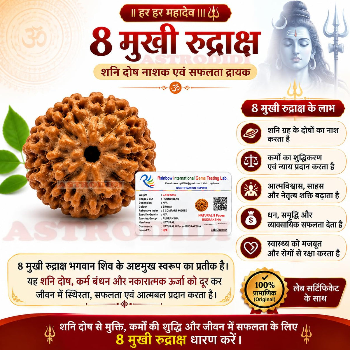 Astrodidi 8 Mukhi Rudraksha | Certified Java Eight Face Rudraksha
