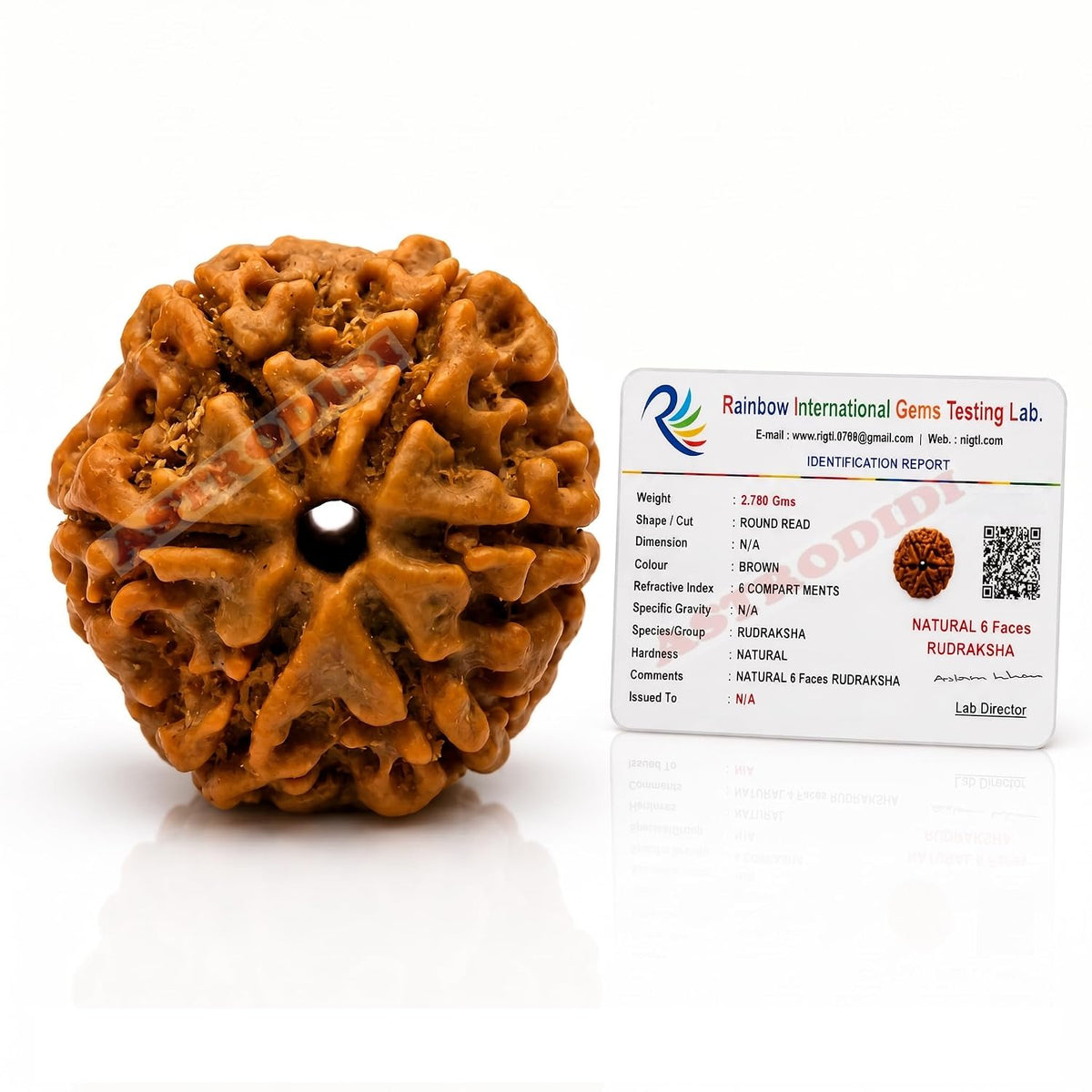 Astrodidi Nepali 6 Mukhi Rudraksha | Certified Original Six Face Rudraksha