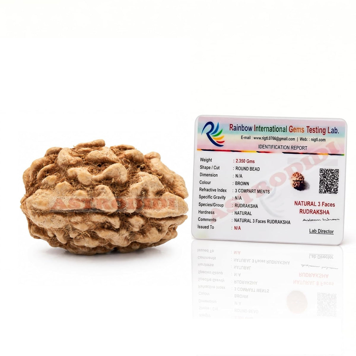 Astrodidi 3 Mukhi Rudraksha | Original Three Face Rudraksha with Lab Report