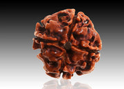 RUDRADIVINE 4 Mukhi Nepali Rudraksha Sterling Silver Certified Pendant for Men and Women