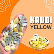 BrijBooti Natural Pili Kaudi - Yellow Kaudi - Yellow Kawri - Kodi - Peeli Cowrie - Laxmi and Diwali Puja Article (11 Pieces)