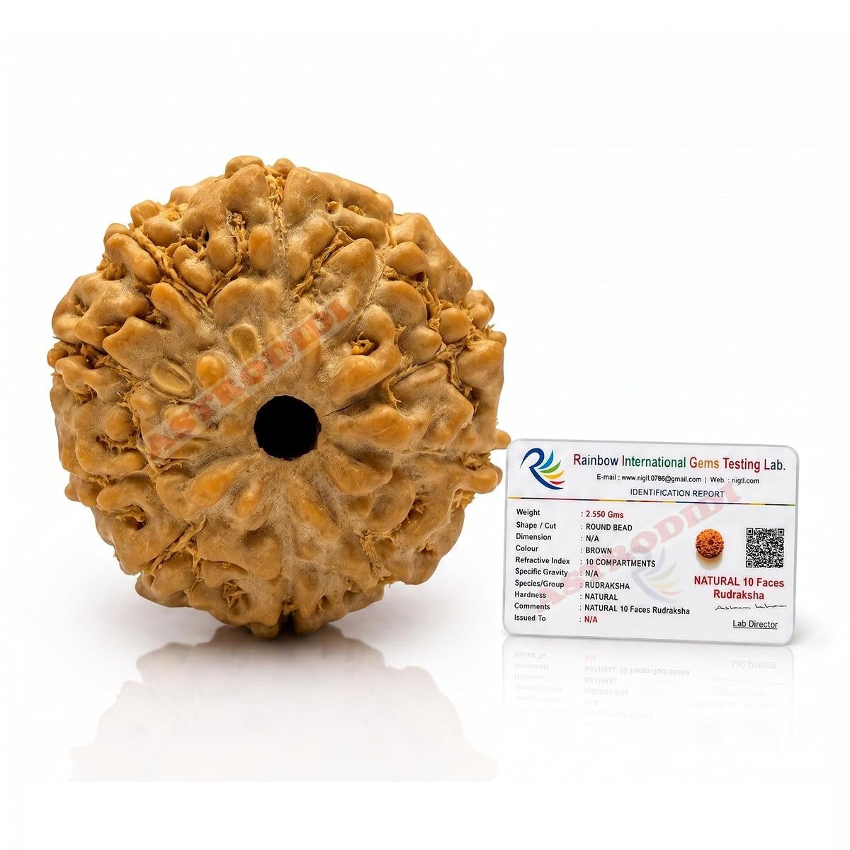 Astrodidi 10 Mukhi Rudraksha | Certified Original Java Nine Face Rudraksha