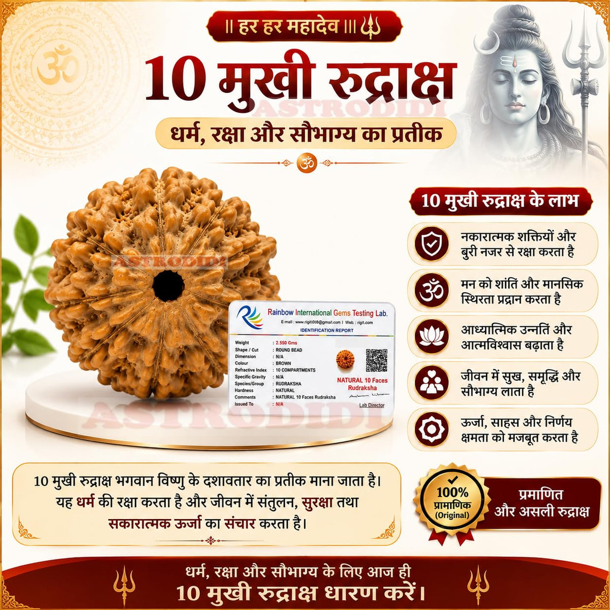 Astrodidi 10 Mukhi Rudraksha | Certified Original Java Nine Face Rudraksha