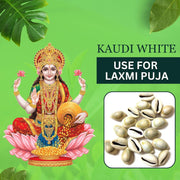 BrijBooti Natural White Kodi - White Kaudi - Safed Kawri - Kodi - Laxmi and Diwali Puja Decorative Article (21 Pieces)