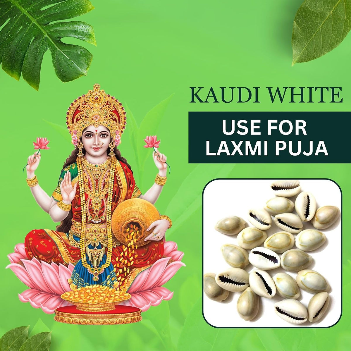 BrijBooti Natural White Kodi - White Kaudi - Safed Kawri - Kodi - Laxmi and Diwali Puja Decorative Article (21 Pieces)