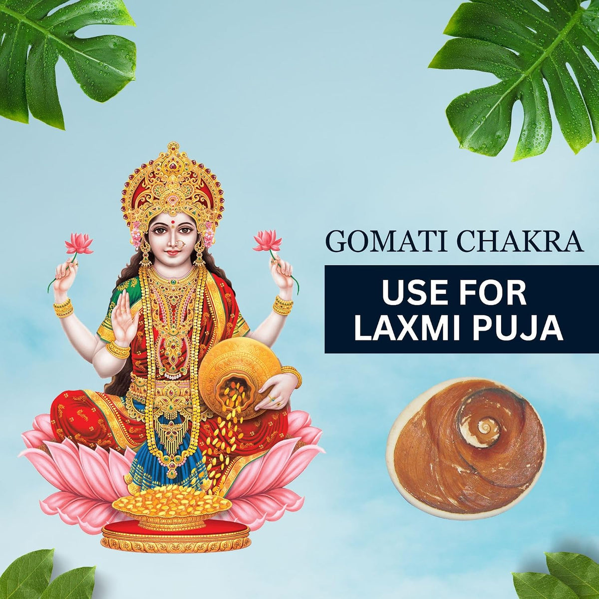 Brijbooti Gomati chakra original 1 Piece - Big Gomati Chakra - River Stones - from Gomathi River Dwarka