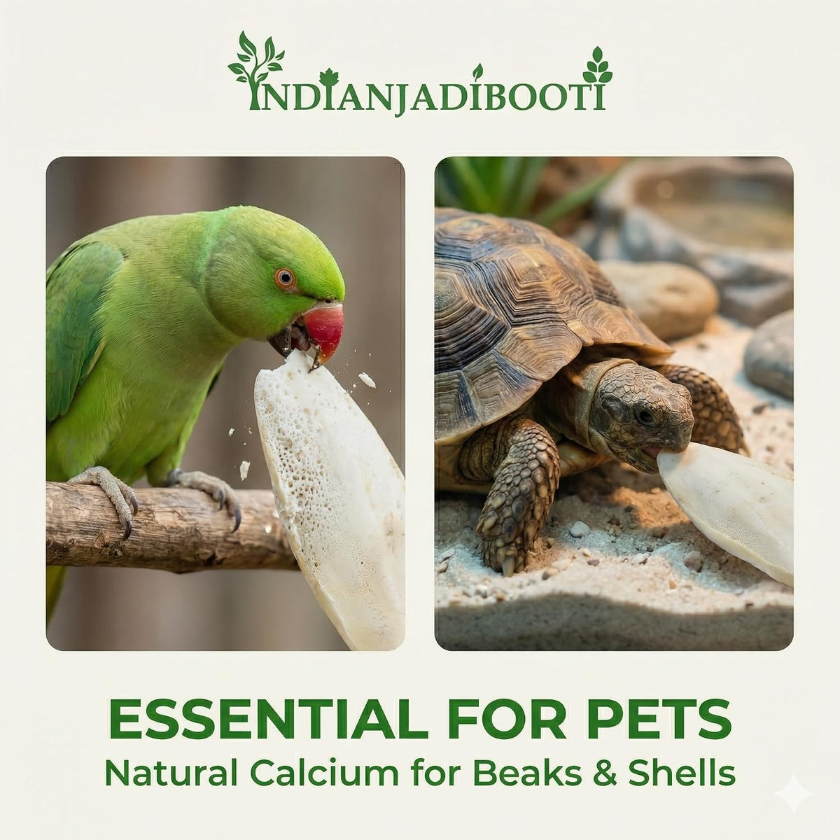 IndianJadiBooti Samundar Jhag (Cuttlefish Bone) | 2 Pack of 100g (Total 200g) | Natural Samudra Phen/Cuttlebone | Premium Calcium for Birds, Turtles & Traditional Skin Care (Desalinated & Sun-Dried)