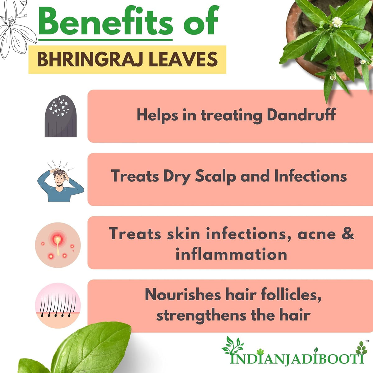 IndianJadiBooti Pure Bhringraj Dry (Whole Herb) | Raw Eclipta Alba for DIY Hair Oil Infusions, Scalp Nourishment & Hepatic Vitality