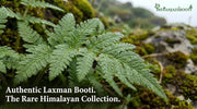 IndianJadiBooti Laxman Booti (Lakshmana) - Gubha/Sanjeevani - Rare Himalayan Herb for Reproductive Health & Vitality - Traditional Fertility Support - Raw & Dried - 250g