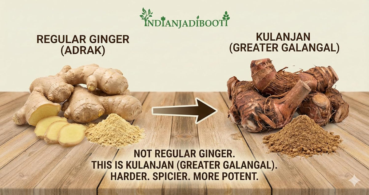 IndianJadiBooti Pure Kulanjan Root (Alpinia Galanga) | Traditional Botanical for Respiratory Harmony, Vocal Clarity & Kapha Balance- 100g Pack