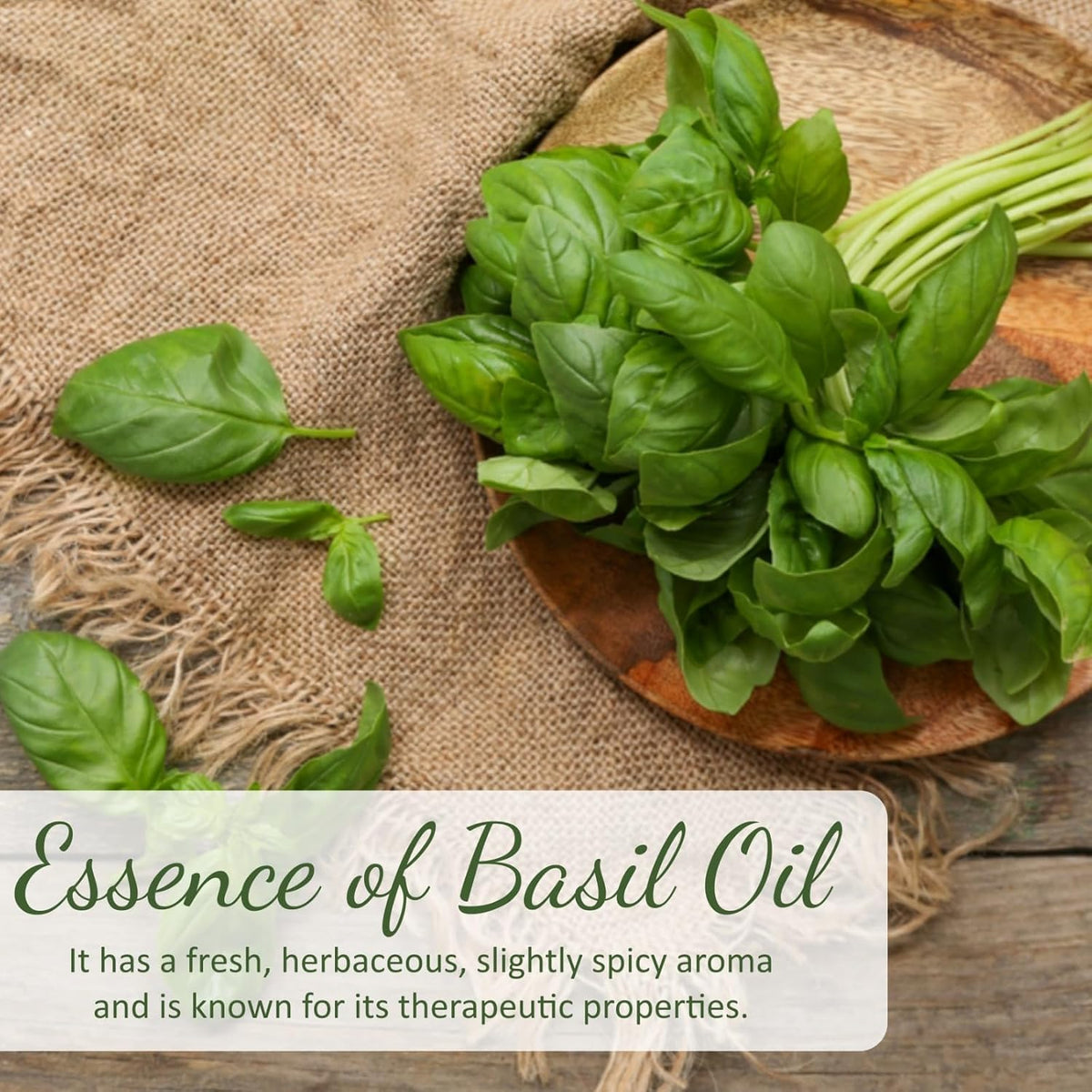 Holy Natural Basil Essential Oil 15ml (with Dropper Plug), Undiluted Therapeutic Grade