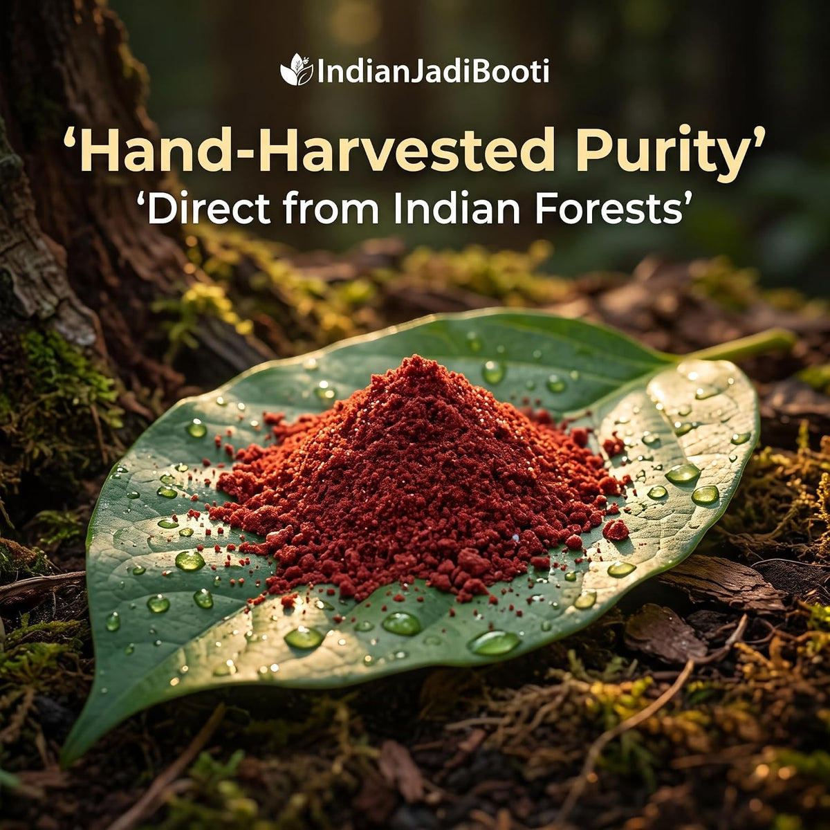IndianJadiBooti Kamarkas Gum Powder (Palash Gond/Butea Monosperma) – 100% Pure Raw Resin for Back Strength, Post-Pregnancy Recovery & Bone Health (50g)