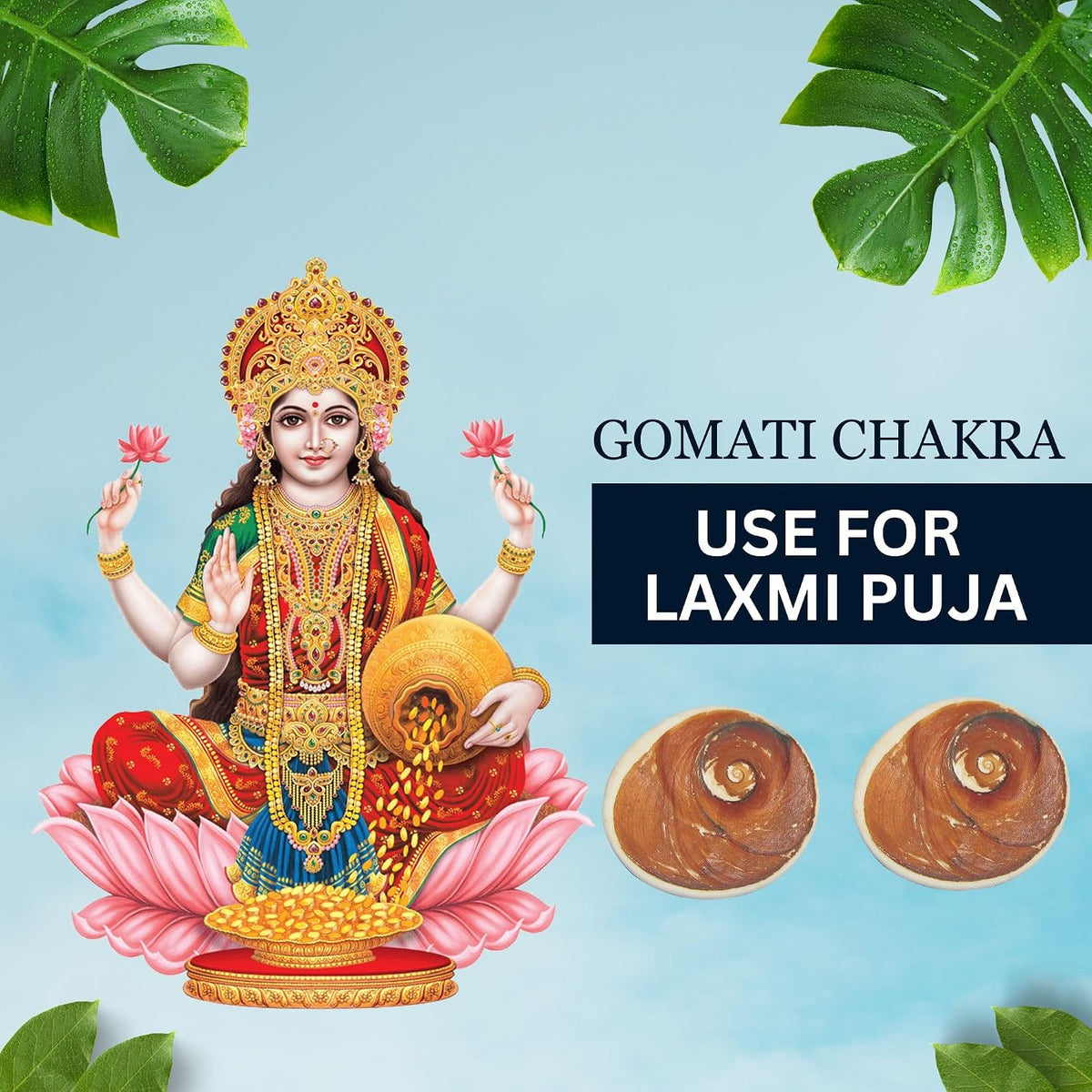 Brijbooti Gomati chakra original 2 Piece - Big Gomati Chakra - River Stones - from Gomathi River Dwarka
