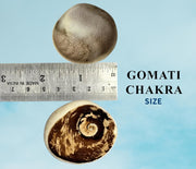 Brijbooti Gomati chakra original 1 Piece - Big Gomati Chakra - River Stones - from Gomathi River Dwarka
